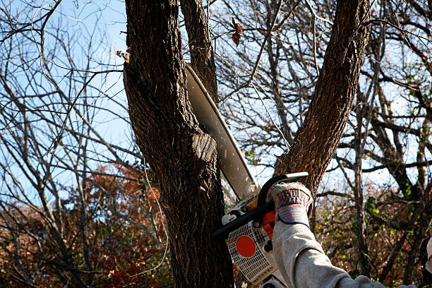 Best Weed Control  in Naples, TX